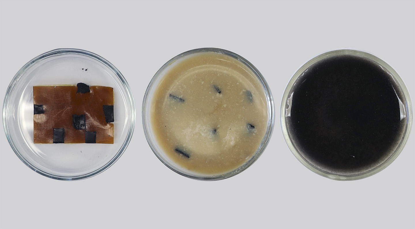 Three petridishes showing varying states of plastic decomposition