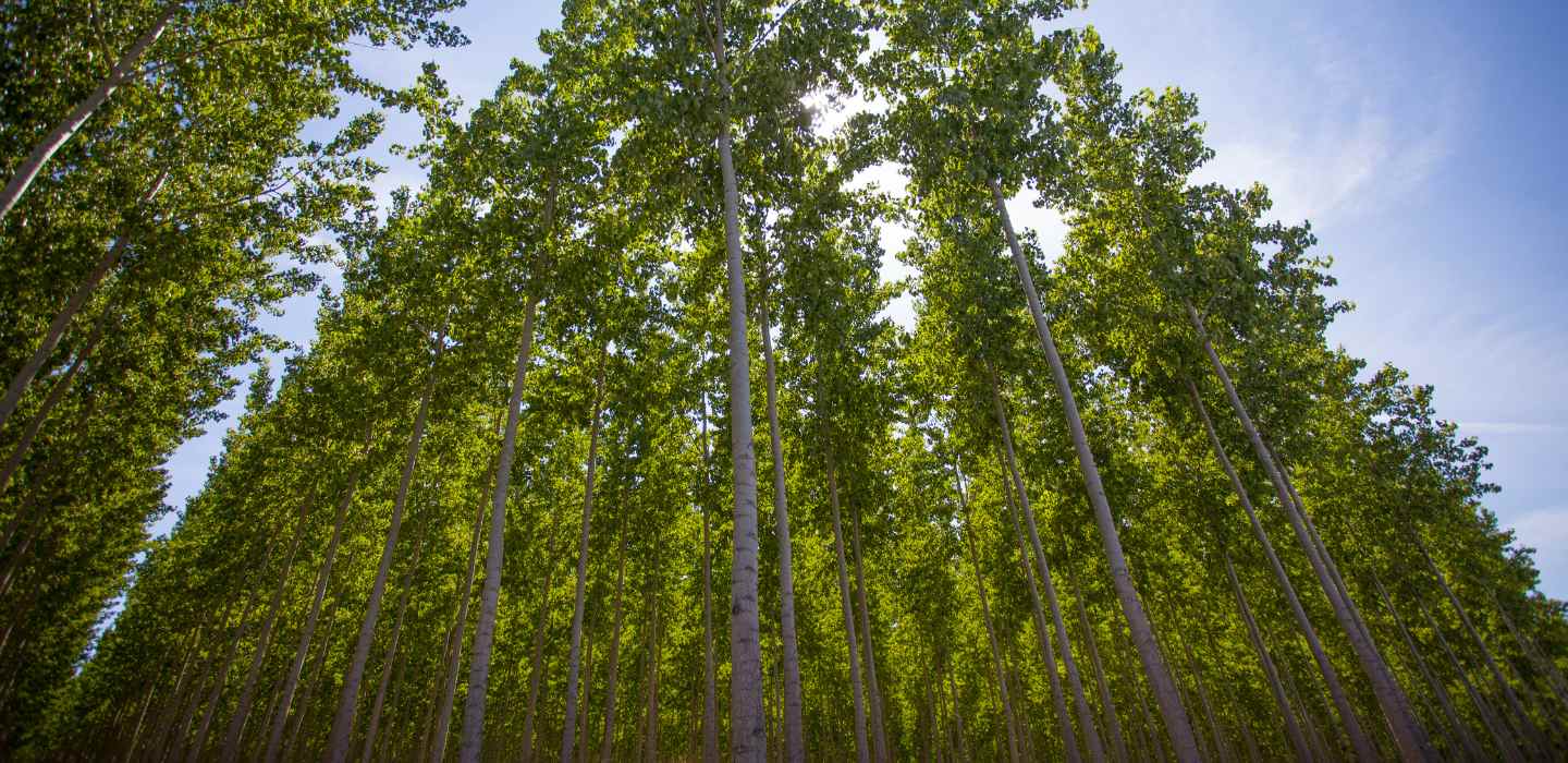 A plantation of tall, closely planted poplar trees in Boardman, Oregon, with sunlight filtering through the green canopy.