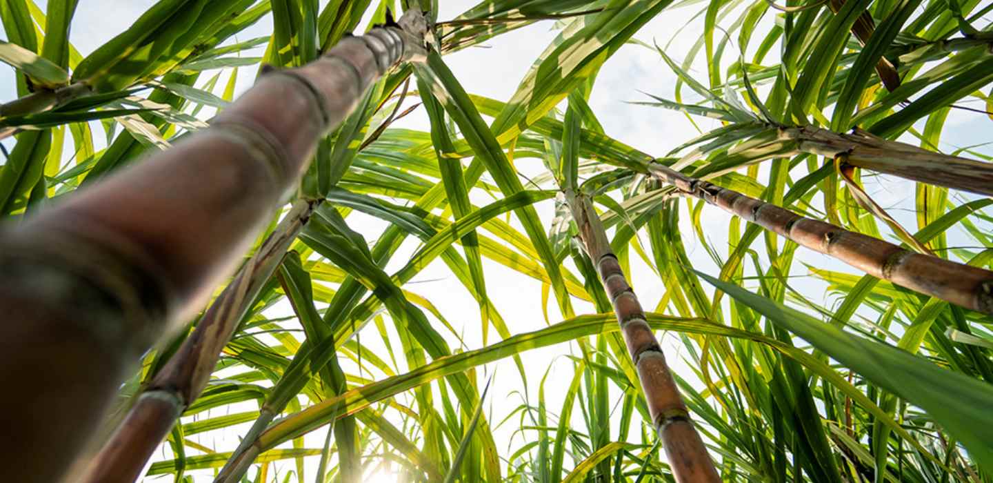 Upward view of tall sugarcane stalks and green leaves in a sunlit field.