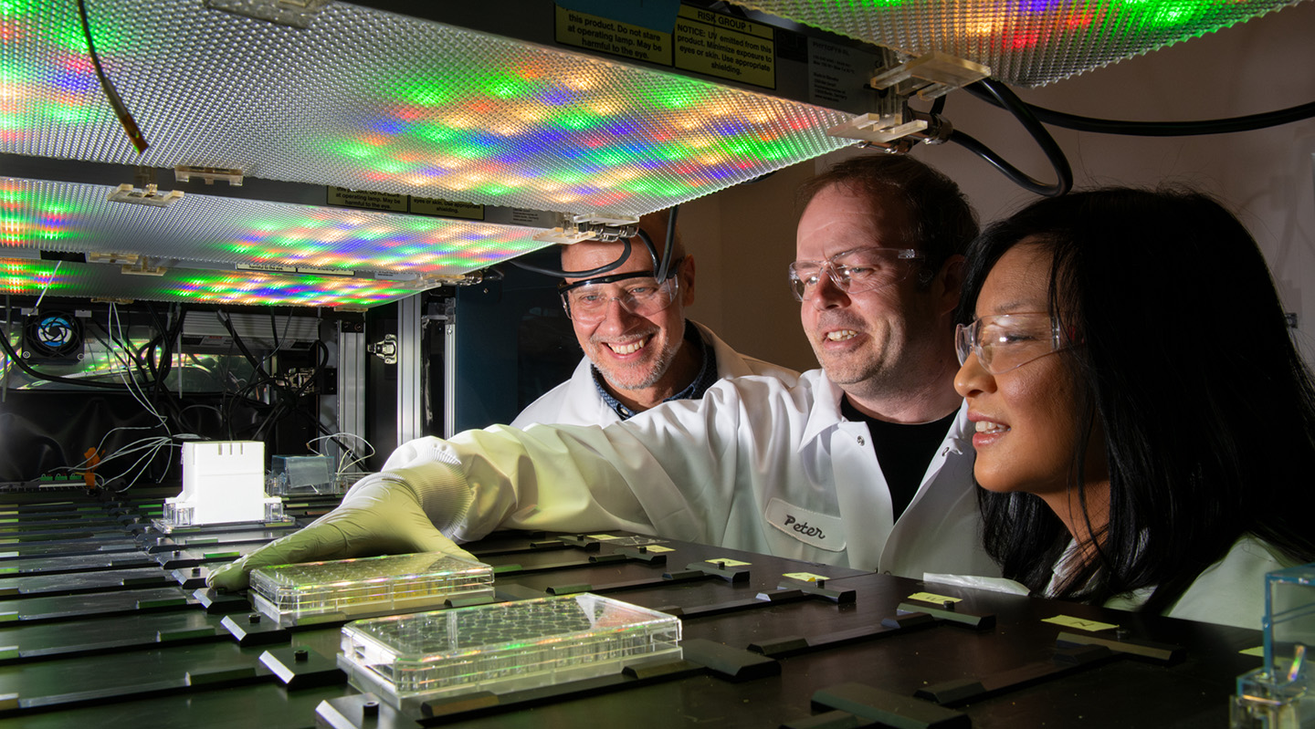 Three scientists wearing safety glasses and white lab coats are illuminated by an overhead panel of bright, multi-colored LED lights. From left to right, Trent Northen, Peter Andeer, and Lauren Lui smile and look closely at several clear, multi-well plastic plates resting on a black automated track inside the EcoBOT system. The scientist in the middle is wearing a white protective glove and reaching toward one of the sample plates.