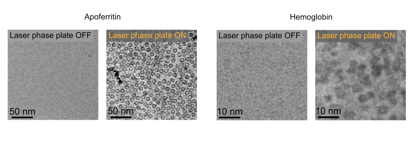 Cryo-EM images of apoferritin (left) and hemoglobin (right), captured without and with a laser phase plate. Each image contains many molecules, which are analyzed to reconstruct a detailed 3D protein structure.