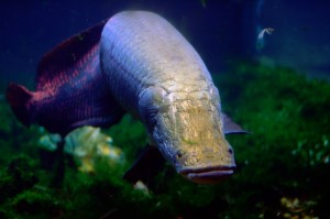Arapaima gigas is an air-breathing fresh water fish in the Amazon Basin that swims with impunity through piranha-infested waters. (Photo by Jeff Kubina, National Geographic)