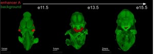 Berkeley Lab researchers identified distant-acting transcriptional enhancers in the developing craniofacial complex  and studied them in detail in transgenic mice. 
