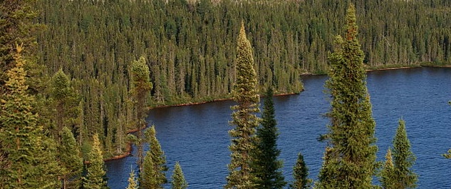 New research shows that boreal forests will be on the move this century. (Image from Wikimedia Commons)
