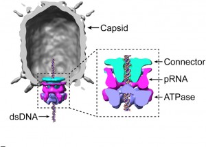 Cryoelectron microscopy reconstruction of the Phi 29 capsid (gray), connector (cyan), pRNA (magenta), and ATPase ring (blue). 