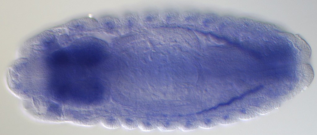 The remarkable complexity of the fruit fly transcriptome comes to life in this fruit fly embryo, where blue dye indicates the presence of RNA molecules in the brain. The molecules are from a previously uncharacterized gene that encodes a phosphatase enzyme. 