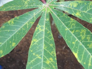 Cassava leaves infected with CBSD (Teddy Amuge, IITA)