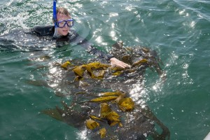 A graduate student in the marine biology program at Cal State Long Beach collects kelp in the waters off of Long Beach during Kelp Watch 2014’s initial collection of samples. –Photo by David J. Nelson/Cal State Long Beach