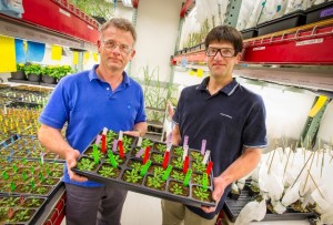 JBEI’s Henrik Scheller (left) and Dominque Loque, shown here with Arabidopsis plants, are engineering plant cell walls to make the sugars within more accessible. (Photo by Roy Kaltschmidt, Berkeley Lab)