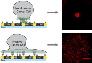 On artificial membranes embedded with gold nanodots, non-invasive cancer cells bind only to the nanodots and become immobilized while invasive cells bind to the membrane as well as the nanodots creating mobile clusters that contribute to metastasis. 