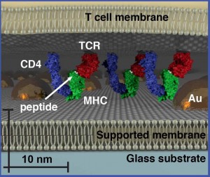 With size-based chromatography, a hexagonally ordered array of gold nanoparticles is fabricated onto a hybrid live cell-supported membrane and underlying substrate. Membrane components move freely through the array provided they don’t exceed its physical dimensions. This reveals organizational aspects of the membrane environment unobservable by other techniques. 