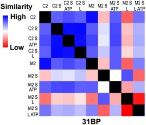 This SAXS profile of a 31 base pair DNA with an error (M2) and no error (C2) in the presence of MutS (S), MutL (L), ATP and combinations. The profile is scored for pair-wise agreement and assigned a color ranging from high similarity (blue) to low similarity (red). The black squares are the self-comparisons. 