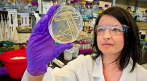 Jana Mueller was the lead author on a paper reporting that the bacterium Ralstonia eutropha has been engineered to produce diesel fuel from carbon dioxide. (Photo by Roy Kaltschmidt)
