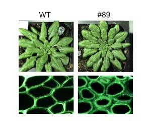 Genetically engineered Arabidopsis plants (#89) yielded as much biomass as wild types (WT) but with enhanced polysaccharide deposition in the fibers of their cells walls. (Image courtesy of JBEI)