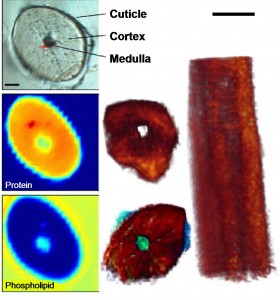 Spectro-microtomographic images of a human hair show absorptions of protein (red) and phospholipid (blue-green). Center, the medulla is observed to have little protein. Bottom, the medulla has higher concentrations of phospholipids. 