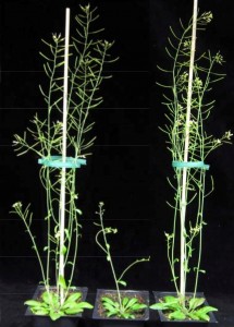 On the right is an Arabidopsis plant engineered to reduce the xylan while preserving structural integrity of its cell walls. It compares favorably to wild type plant on the far left. In the middle is a xylan-deficient mutant. 