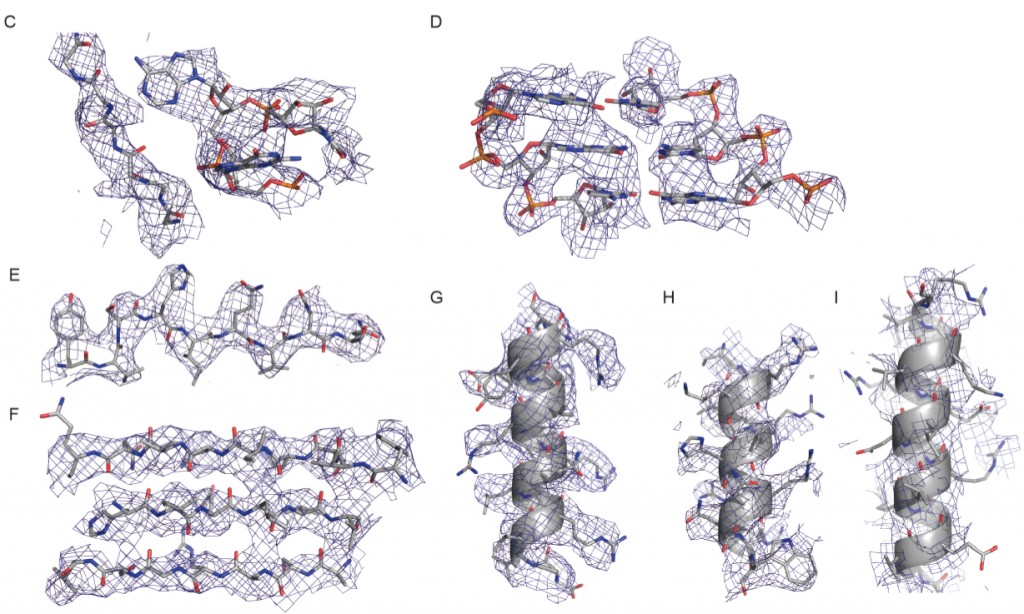 Scientists from the United Kingdom’s Medical Research Council Laboratory of Molecular Biology used cryo-EM to solve ribosome structures of the yeast ribosome to near-atomic resolution. In these images: Densities for the 60S subunit a protein loop interacting with a flipped-out RNA base (C), a short stretch of an RNA helix (D), a β-strand (E), a β-sheet (F), and an α-helix (G). (H–I) Densities for the 40S subunit showing a well-resolved α-helix. Figure I is not well resolved. (Credit: Sjors Scheres, Medical Research Council Laboratory of Molecular Biology)