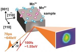 Ultrafast pulses of x-rays from Berkeley Lab’s Advanced Light Source revealed a glass-like re-ordering of electron-spin states in PCMO crystals as samples recovered from a photo-excited conductor state back to the insulator state. In this schematic, circles and lobes show manganese sites and orbitals with pink and blue colors representing opposite spin orientations