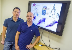 Jonathan Tang (left) and Sylvain Costes developed an agent-based model that is the first multi-scale model of the development of a  mammary gland from the onset of puberty all the way to adulthood. (Photo by Roy Kaltschmidt)