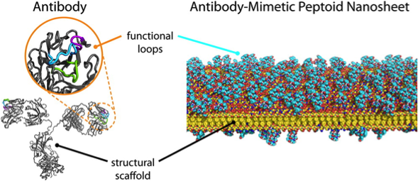  Antibody-inspired “molecular Velcro” designed at Berkeley Lab could lead to a new class of biosensors. Researchers took cues from the architecture of a natural antibody (left) in designing a new material that resembles tiny sheets of Velcro (right).  