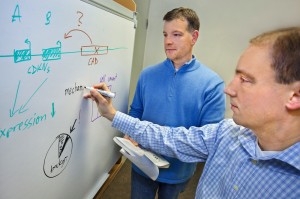 Berkeley Lab's Len Pennacchio (left) and Axel Visel led the development of a new technique for identifying gene enhancers called SIF-seq, for site-specific integration fluorescence-activated cell sorting followed by sequencing. (Photo by Roy Kaltschmidt)