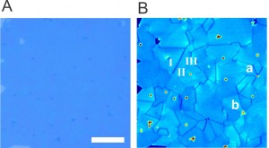 (A) Optical image of a large area of monolayer MoS2 and (B) an SHG image of the same area revealing grains and grain boundaries  where translational symmetry is broken to form 1D edge states.  