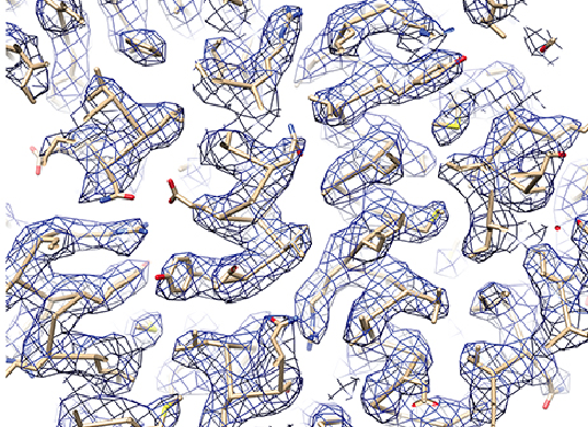 UC San Francisco scientists used cryo-EM to determine the 3.3-Å-resolution structure of a microbe’s 20S proteasome, which degrades unneeded or damaged proteins. This image depicts a portion of a cryo-EM density map showing clear side-chain densities. (Source: Electron counting and beam-induced motion correction enable near-atomic-resolution single-particle cryo-EM, Li, et al, Nature Methods. (2013) 10:584-590.)
