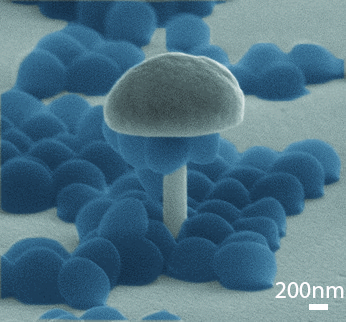 Scanning electron microscopy image of bacterial cells (blue) suspended from the mushroom-shaped nanostructure's overhangs. (Credit: Mofrad lab and the Nanomechanics Research Institute)