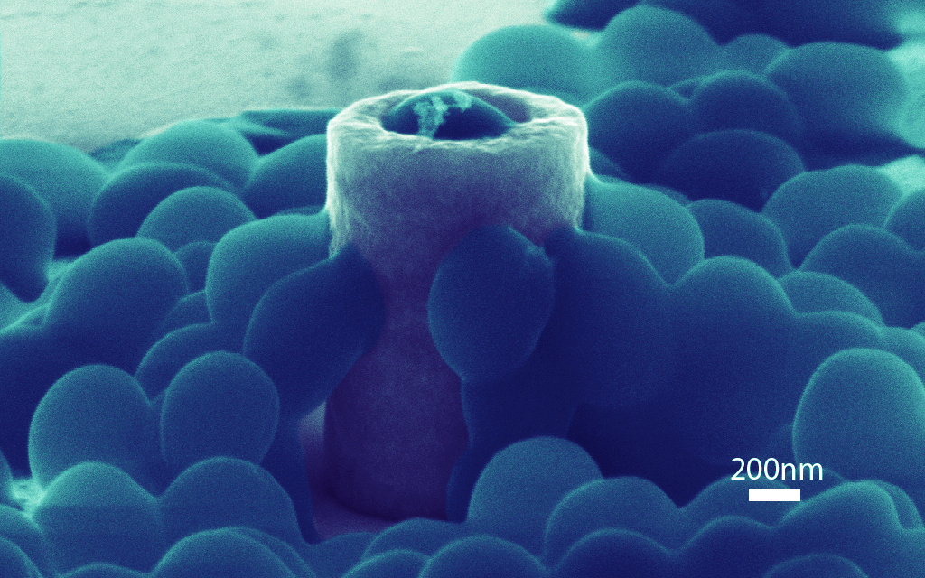 This scanning electron microscopy image reveals how bacteria cells physically interact with a nanostructure. A bacterial cell (blue) is embedded inside the hollow nanopillar's hole and several cells cling to the nanopillar's highly curved walls. (Credit: Mofrad lab and the Nanomechanics Research Institute) 