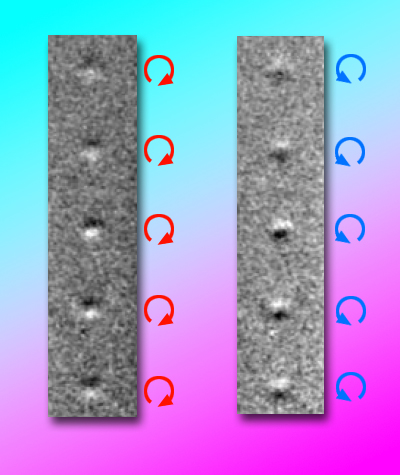 Magnetic transmission soft x-ray microscopy shows the reverse of spin circularity in magnetic vortices in a row of nanodisks, after applying a 1.5 pulse of magnetic field. The change from left to right is not a change in lighting, as it may appear, but is instead due to changing magnetic contrast. 