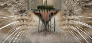 E-whiskers are highly responsive tactile sensor networks made from carbon nanotubes and silver nanoparticles that resemble the whiskers of cats and other mammals.